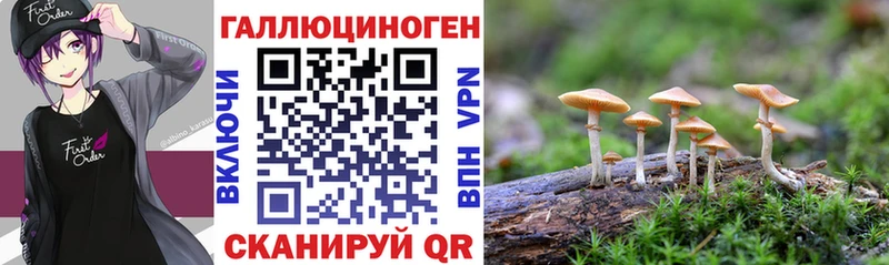Галлюциногенные грибы Psilocybine cubensis  дарнет шоп  Кингисепп 