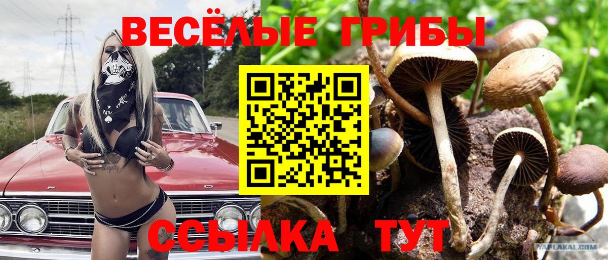 Псилоцибиновые грибы Psilocybe  Кингисепп 